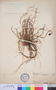 Specimen thumbnail